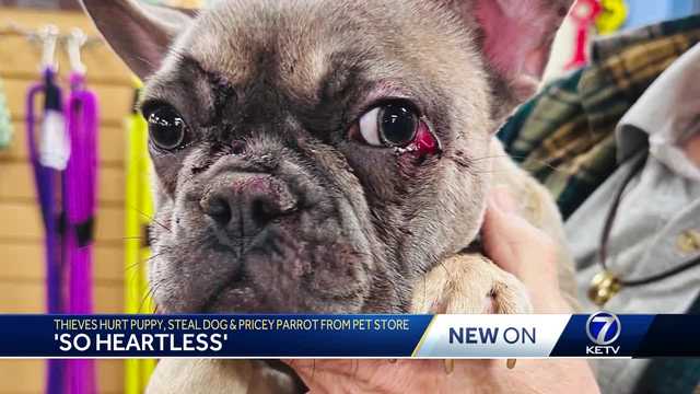 Thieves hurt puppy, steal dog and pricey parrot from Omaha pet store - Vimarsana News