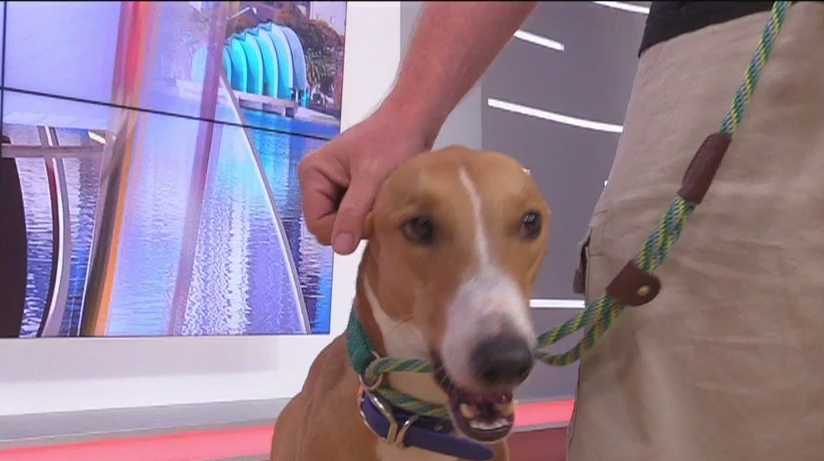 Whoa! Dog catches 80-yard Frisbee throw