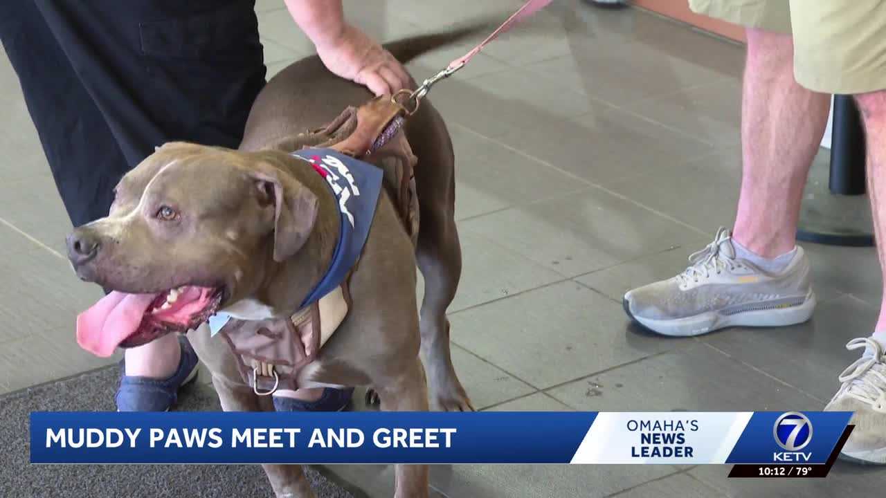 Omaha animal rescue hosts meet and greet with foster pets
