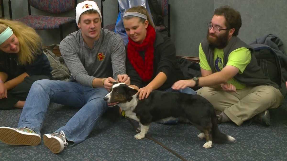 Wagging tails and sloppy kisses; students get a break from finals