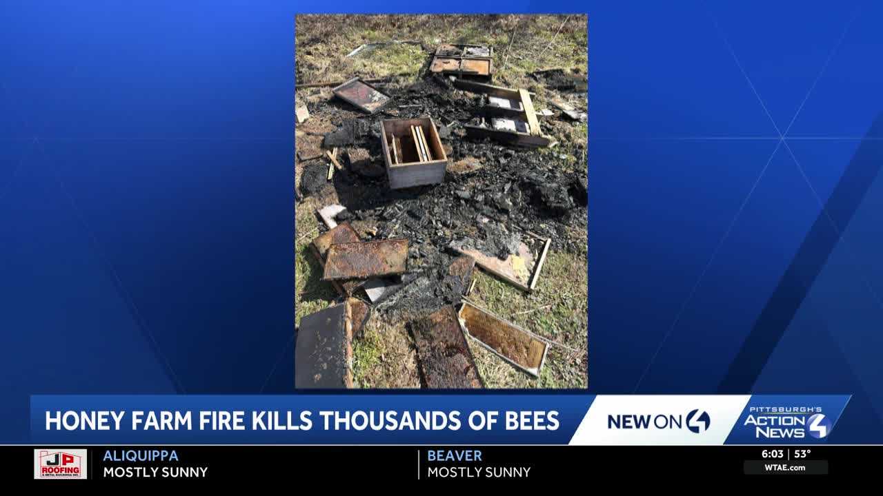 wtae.com - Sheldon Ingram - Heartbreaking': Family-owned beehive farm in Western Pa. intentionally destroyed by fire