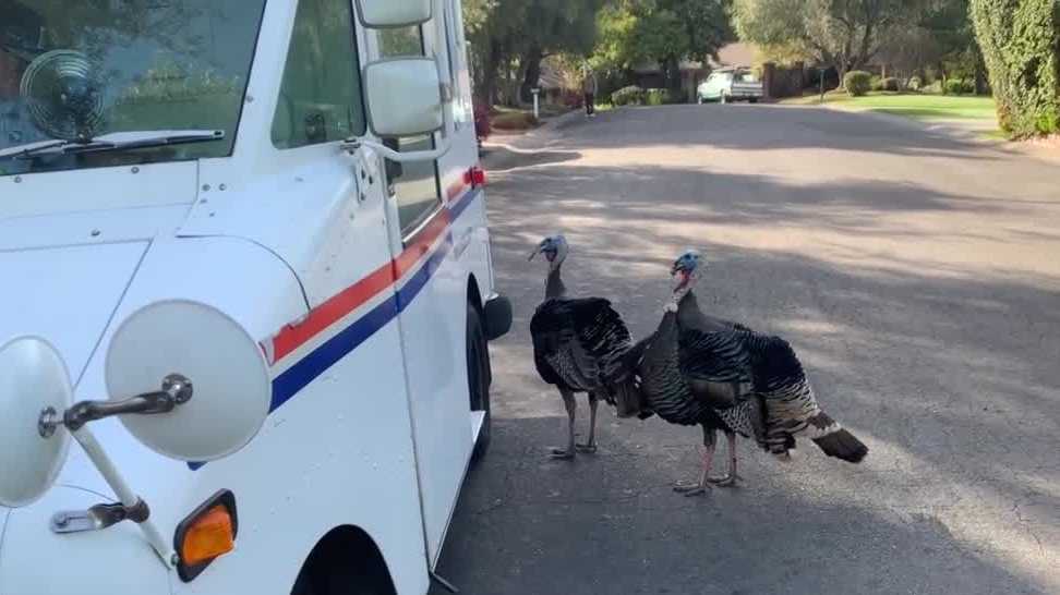 Görgü tanıkları, vahşi bir hindinin Sacramento İlçesindeki bir posta işçisi tarafından dövülerek öldürüldüğünü söyledi.