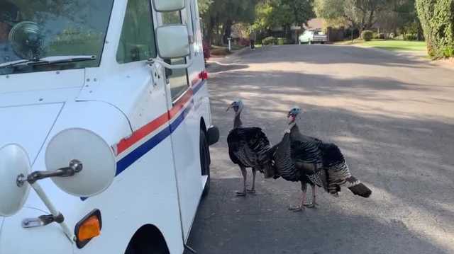 Wild turkey beaten to death by postal worker in Sacramento County, witnesses say - Vimarsana News