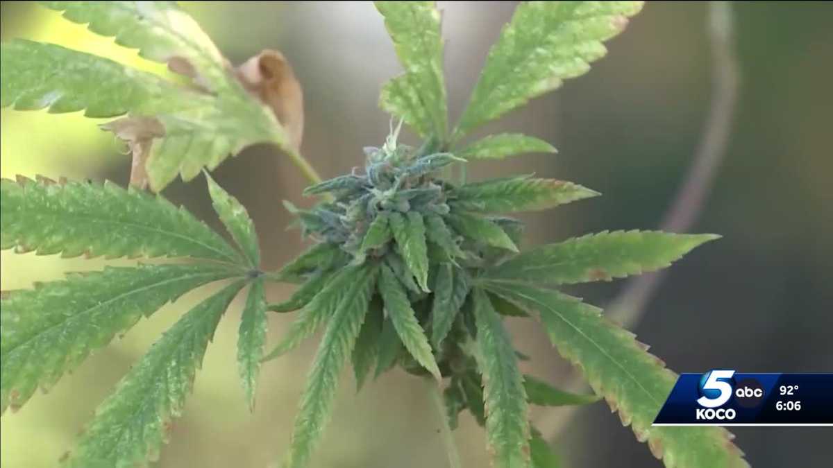 Oklahoma police chiefs oppose recreational marijuana legalization