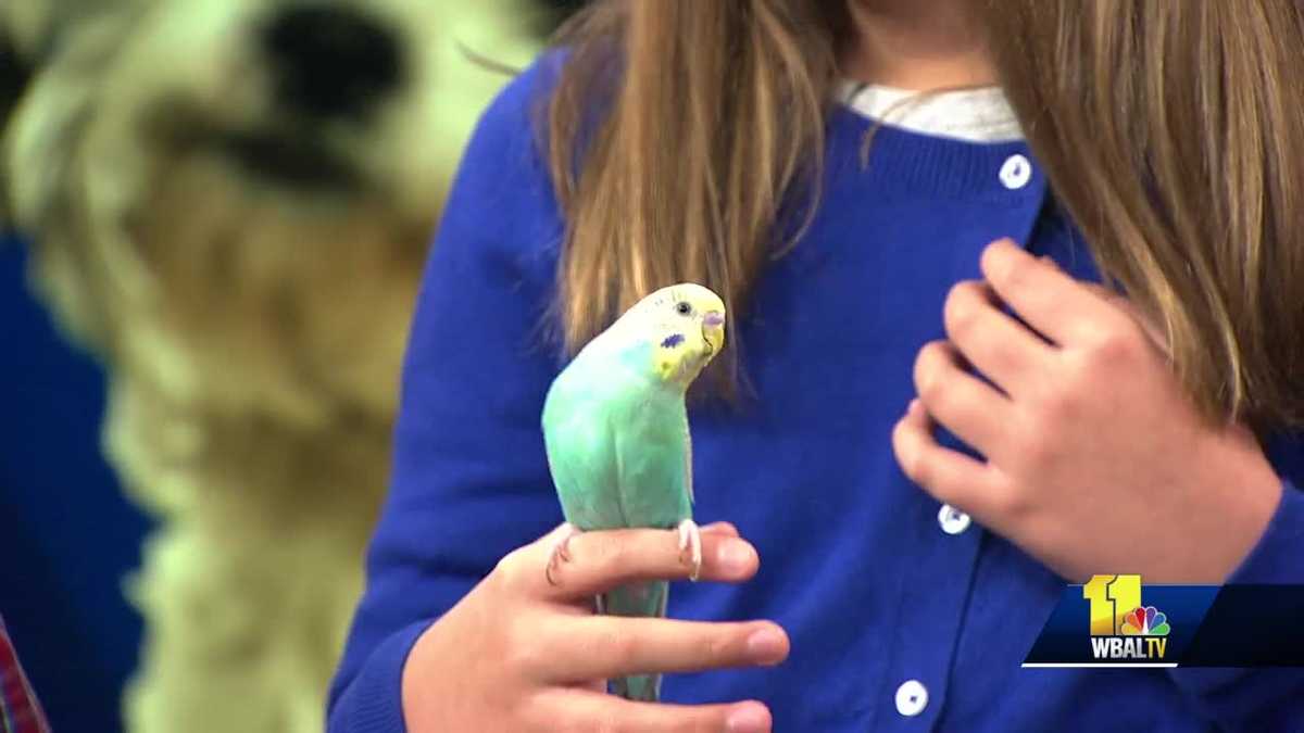 Pet Questions The birds are biting Dr. Hammond