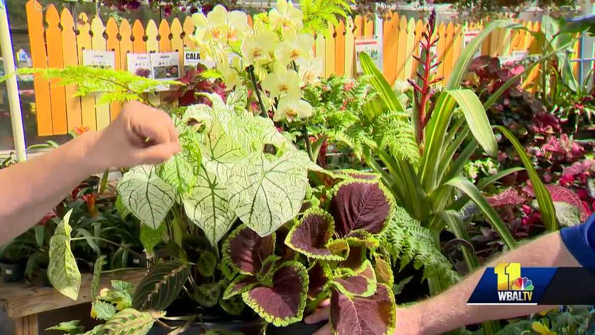 How to grow plants with little sun