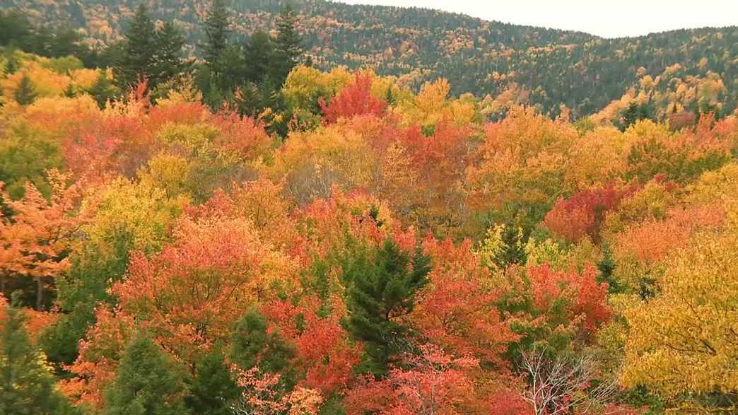 Leaf-peeping season has arrived in White Mountains - WMUR