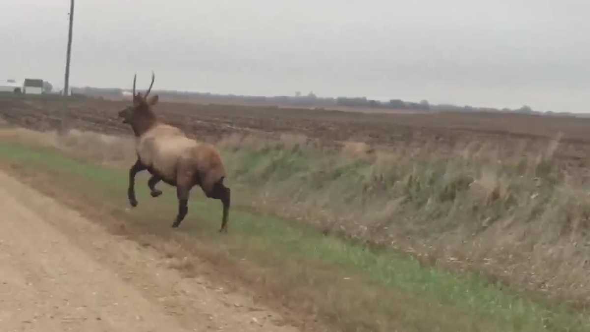 RAW Up close with elk in Iowa