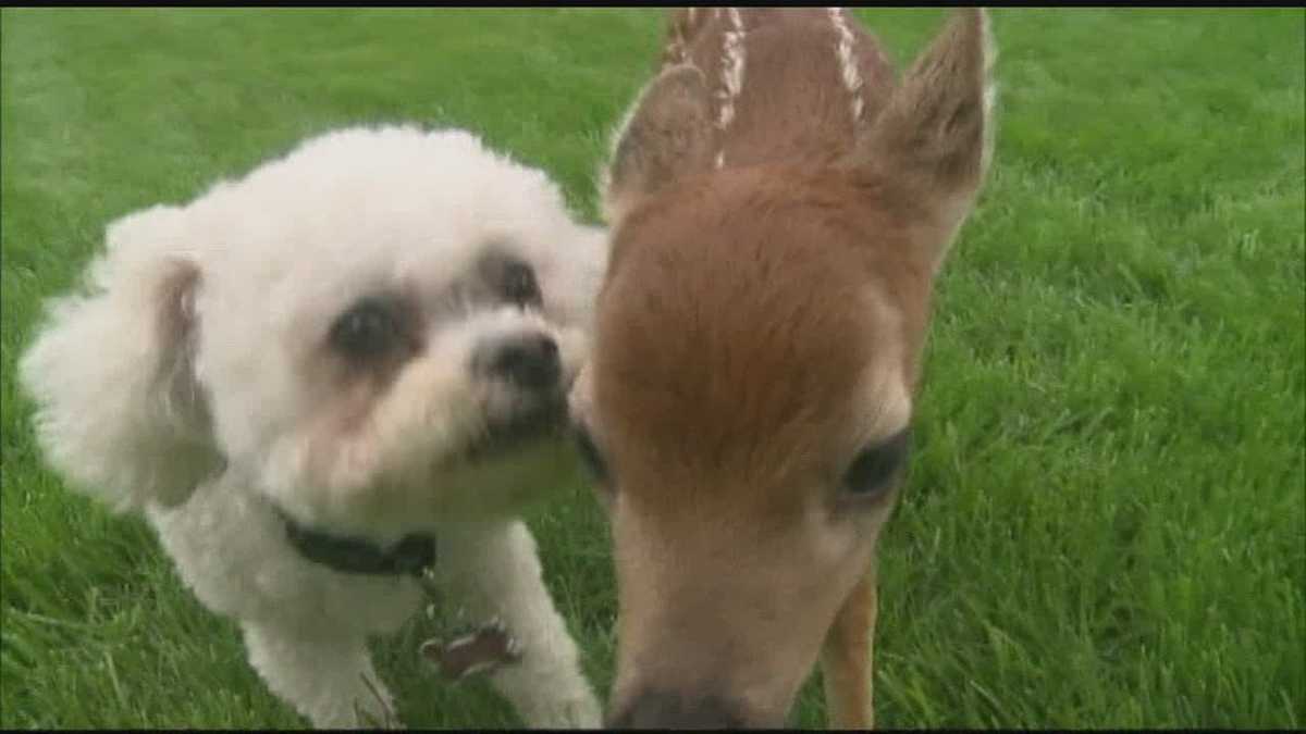 Fawn and dog become buddies