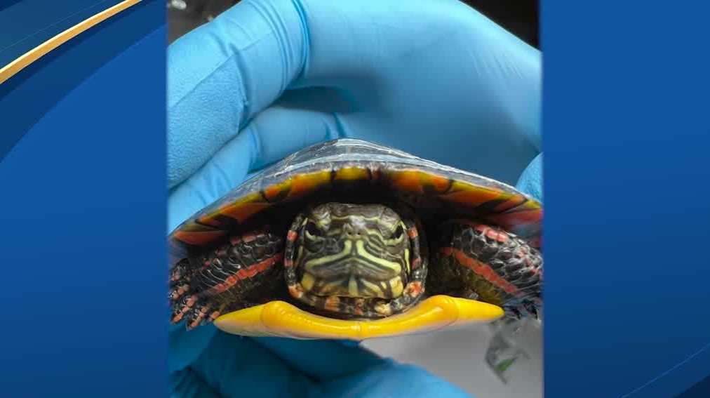 New Hampshire group gives tips as turtle nesting season continues