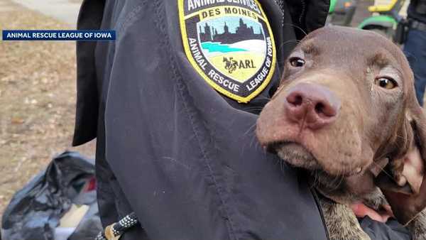 arl rescues webster city dogs