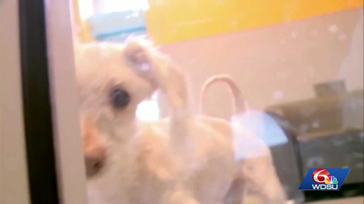 New Orleans cash crisis causing critical animal services to be cut