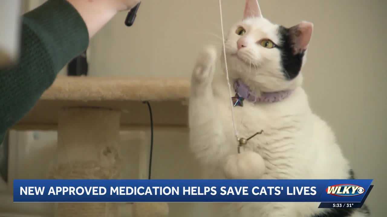 Medication newly approved in US offers hope for cats diagnosed with FIP