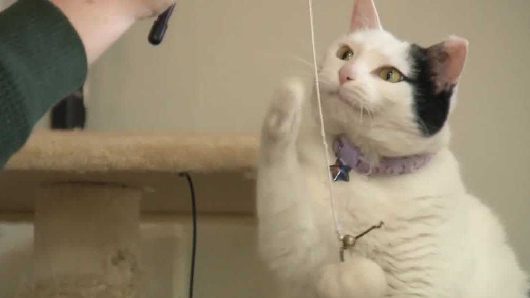 Medication newly approved in US offers hope for cats diagnosed with FIP