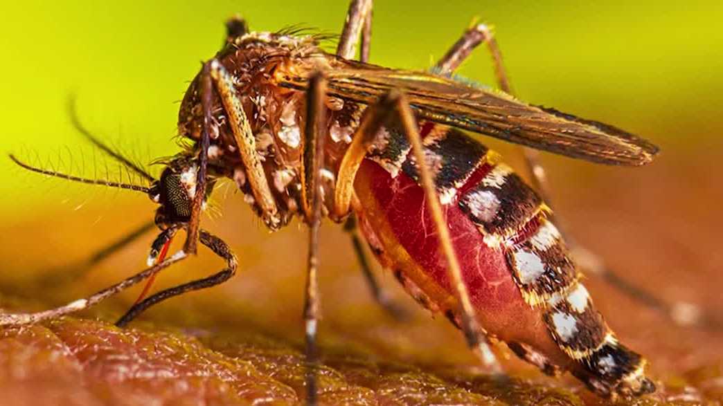 Florida leads the US in dengue fever cases as mosquito-borne illness surges