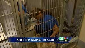 How a group is helping animals in community shelters
