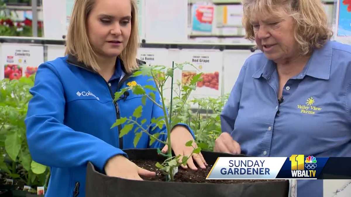 Sunday Gardener: Tips on starting, keeping. and feeding tomatoes