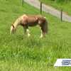 Wild mustang finds safety at horse rescue after capture
