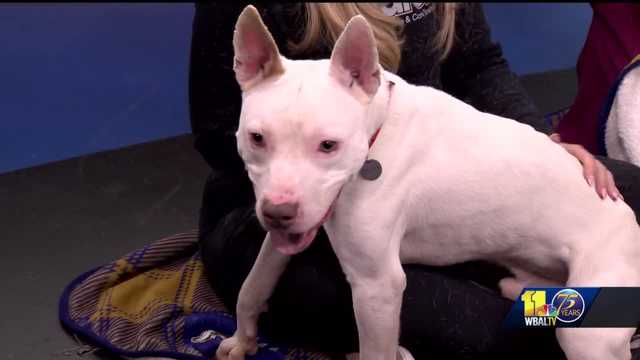 BARCS encourages pet rescues with special pup - Vimarsana News