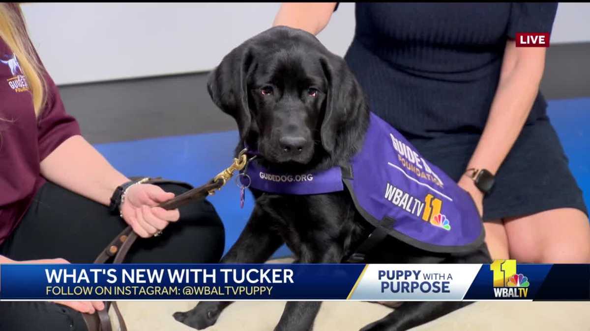 Update from Tucker our 'Puppy with a Purpose'