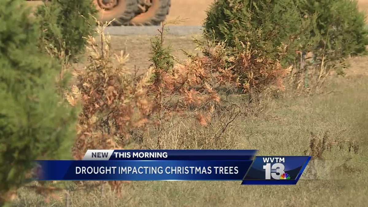 Drought impacting Christmas trees