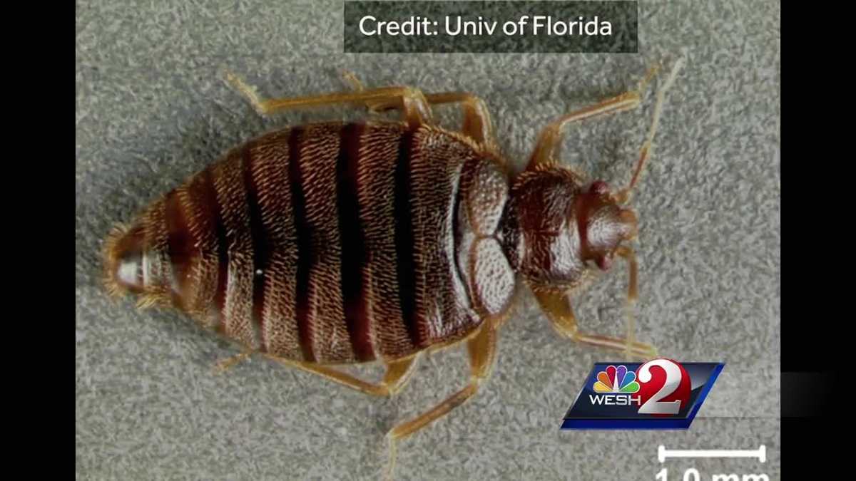 Tropical bedbugs spotted in Merritt Island