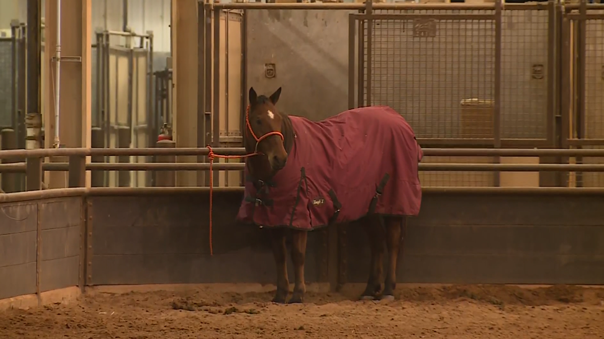 Rodeo athletes ready for American Contender Tournament in OKC