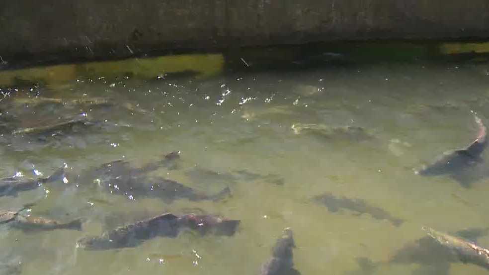 Nimbus Fish Hatchery tests fish ladder for salmon run