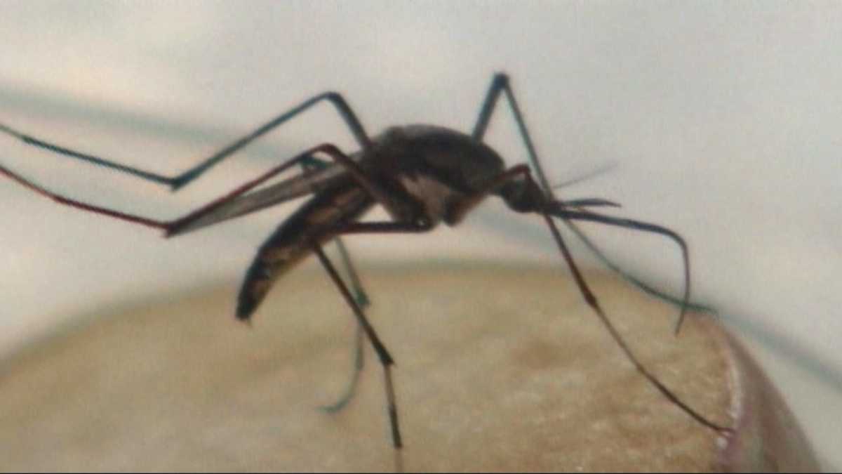 Multiple cases of mosquitoborne illness across New England