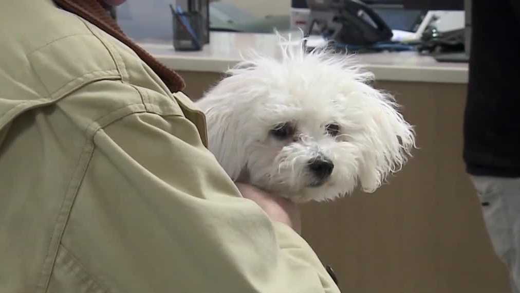 Dogs and cats could soon be required to be microchipped in Jefferson County