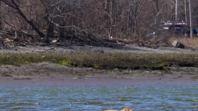 Seal soaks up sun at UMass Boston - Vimarsana News