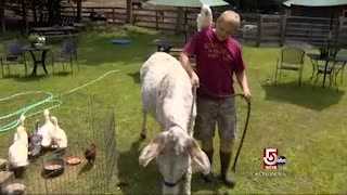 New Hampshire Animal Rescue Ranch