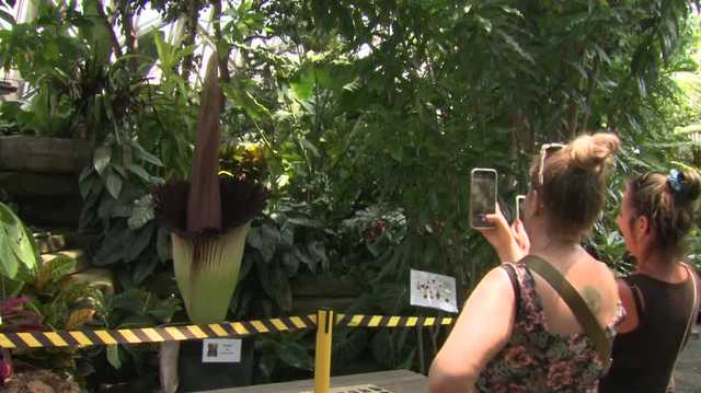 Corpse flower in full bloom at Mitchell Park Domes in Milwaukee - Vimarsana News