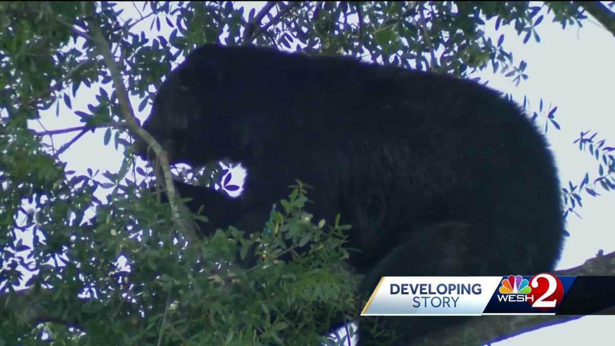 Bear roaming Altamonte Springs goes into woods