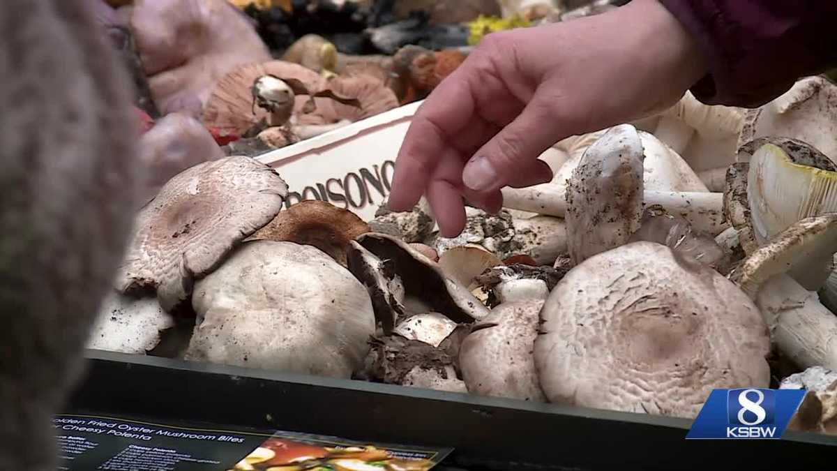 Fungus Festival in Big Sur educates on dangers of wild mushrooms