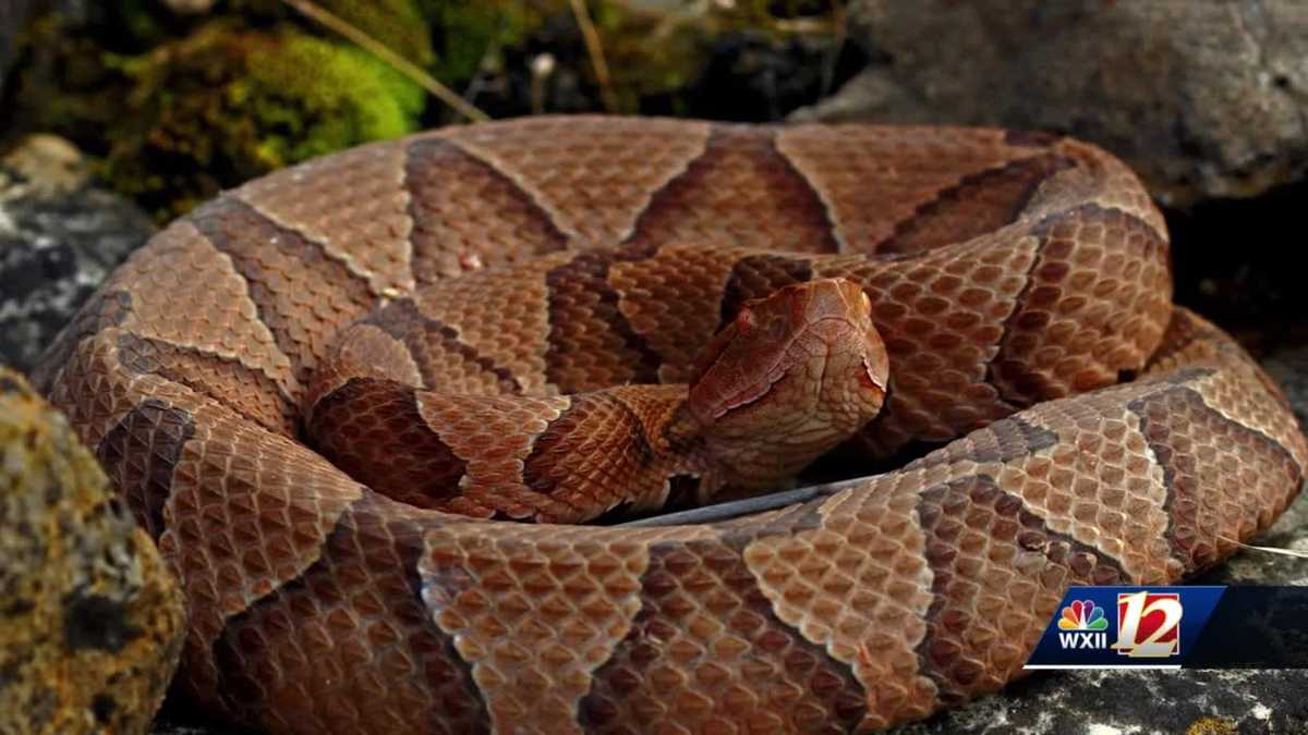 North Carolina: Reports of snake sightings on the rise as weather warms up