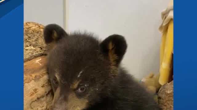 Orphaned bear cub to rehabilitate at NH bear center - Vimarsana News