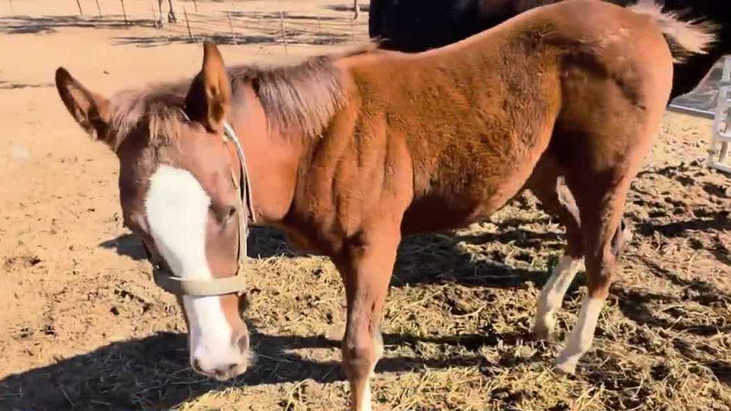 Premature horse thrives after 29 days of intensive care at UC Davis