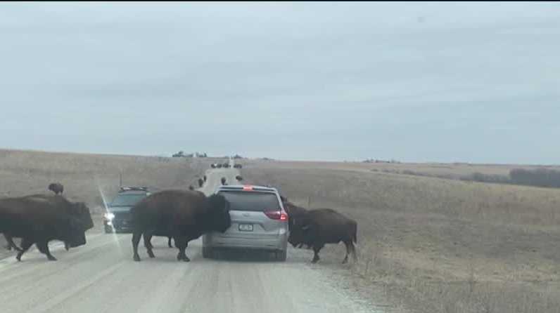 KCCI gets up close with bison at Neal Smith National Wildlife Refuge
