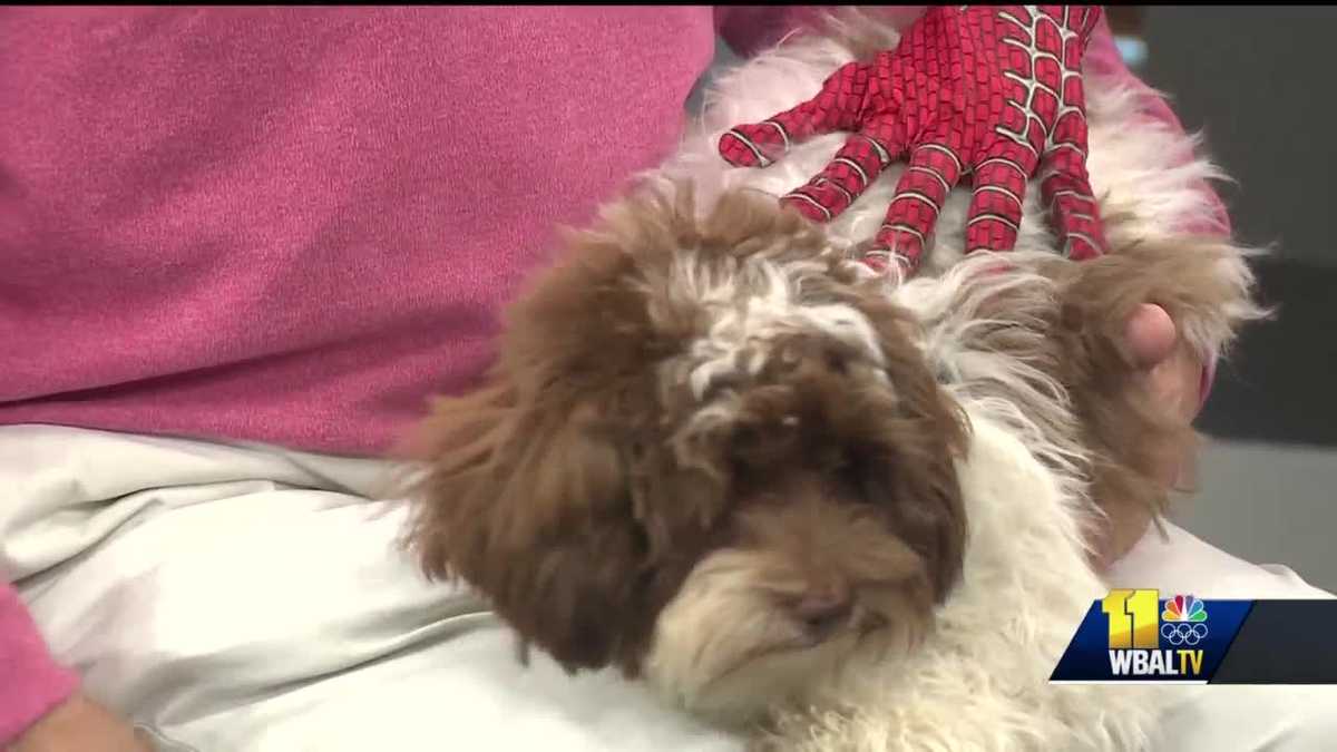 Pet Questions Do GPS dog collars work?