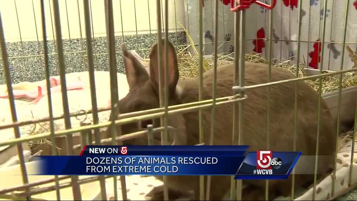 Dozens of animals rescued from extreme cold