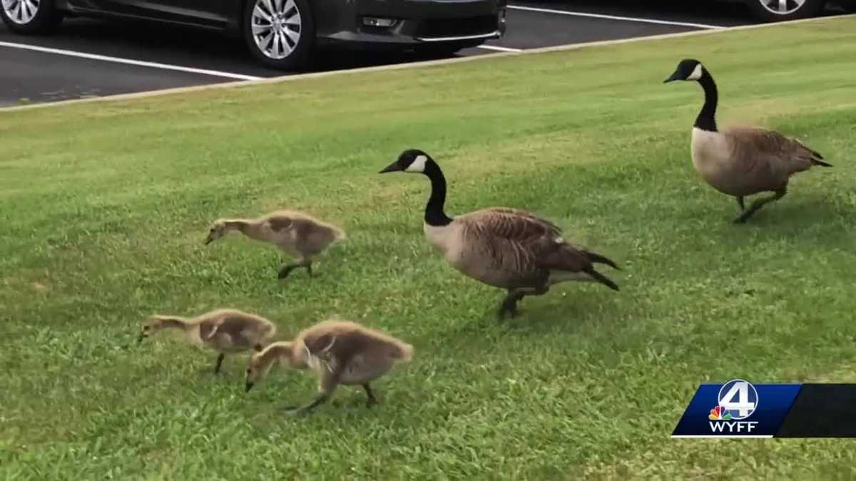 Family of Geese hit and killed, driver could face fines