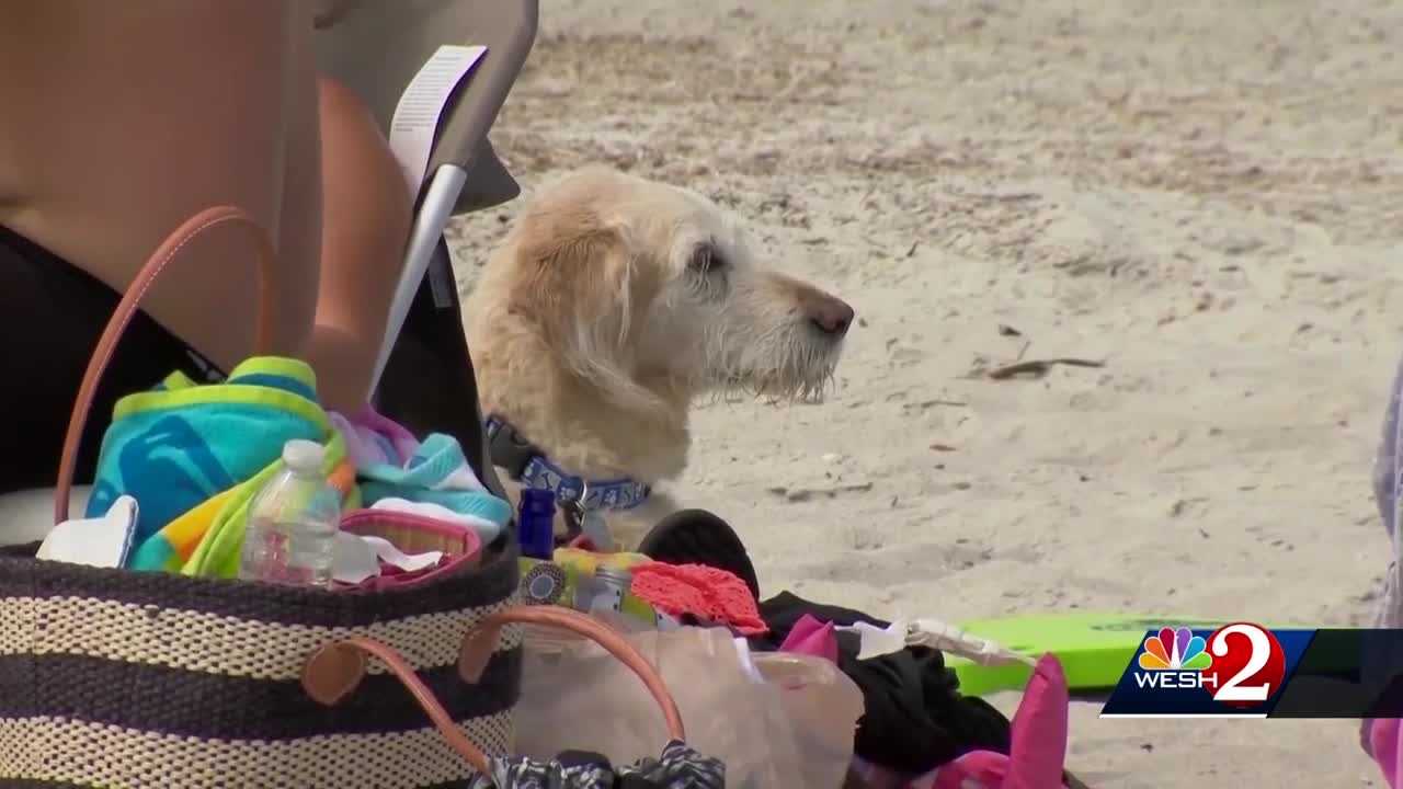 are dogs allowed on brevard county beaches