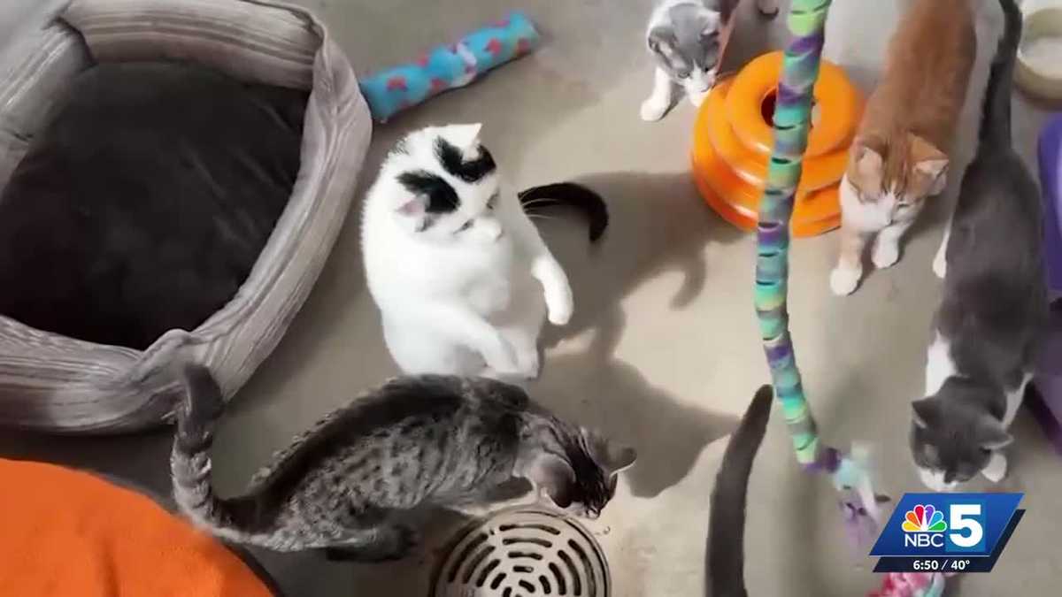 Pet Connection: Lots of cats available for adoption near you!