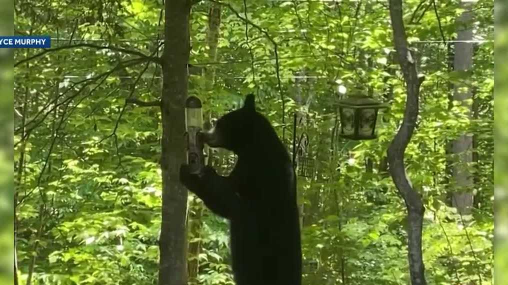 Bears in New Hampshire: Officials say they're looking for food - Vimarsana News