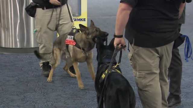 K9s help security lines move quickly at Mitchell International - Vimarsana News