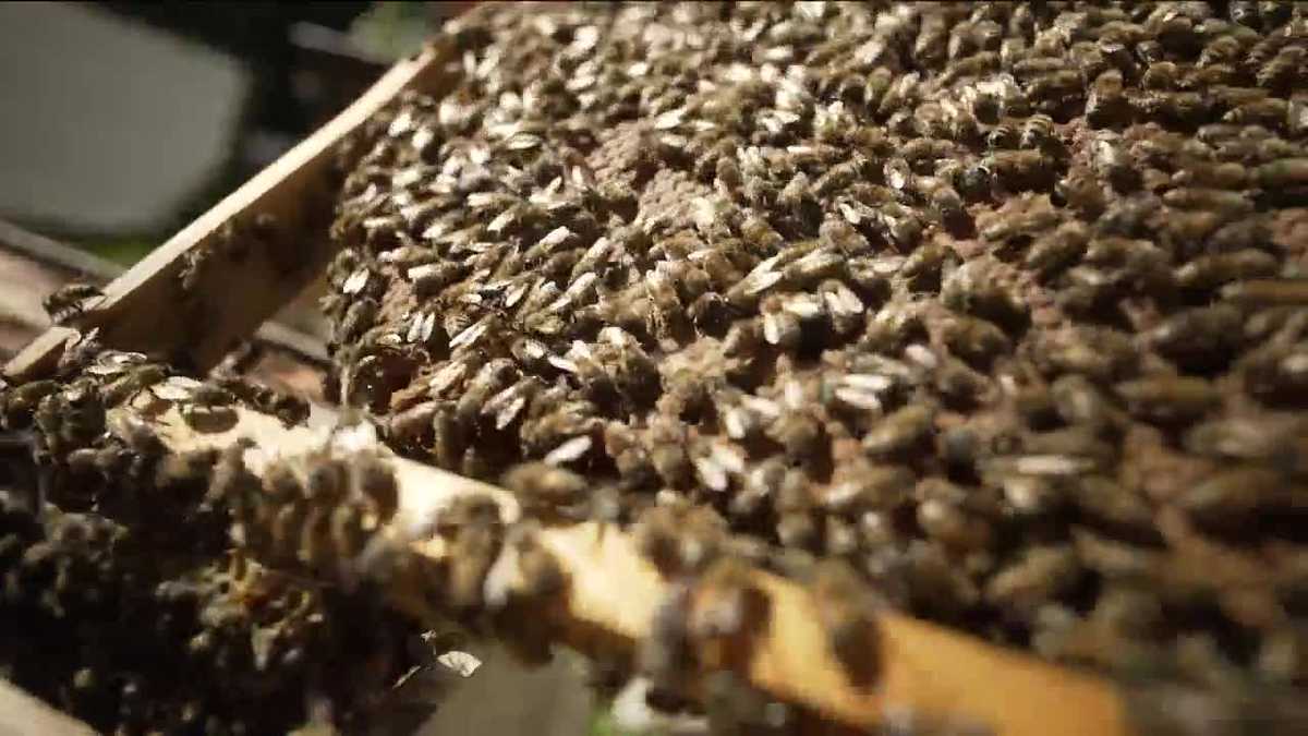How you can help ‘Save the Bees’ in SWFL