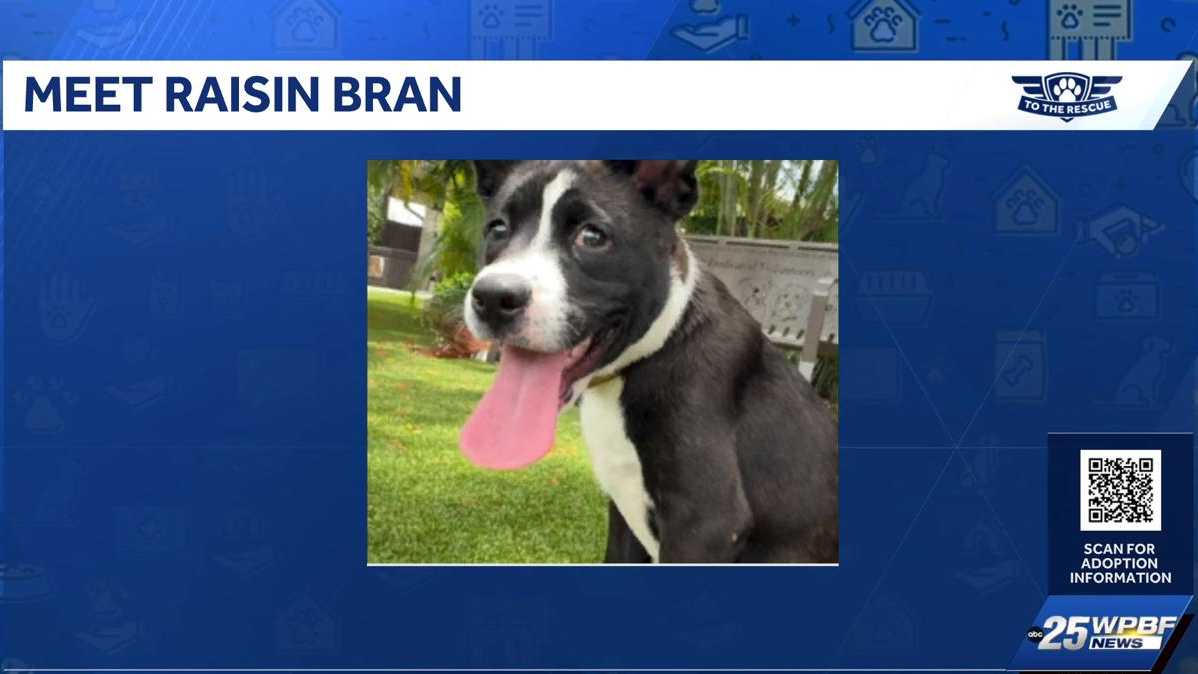 WPBF to the Rescue: Helping animals find forever homes