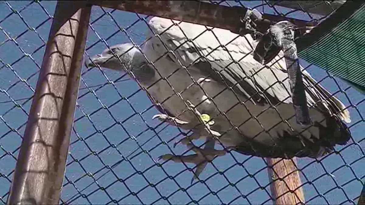 Feeding predatory birds