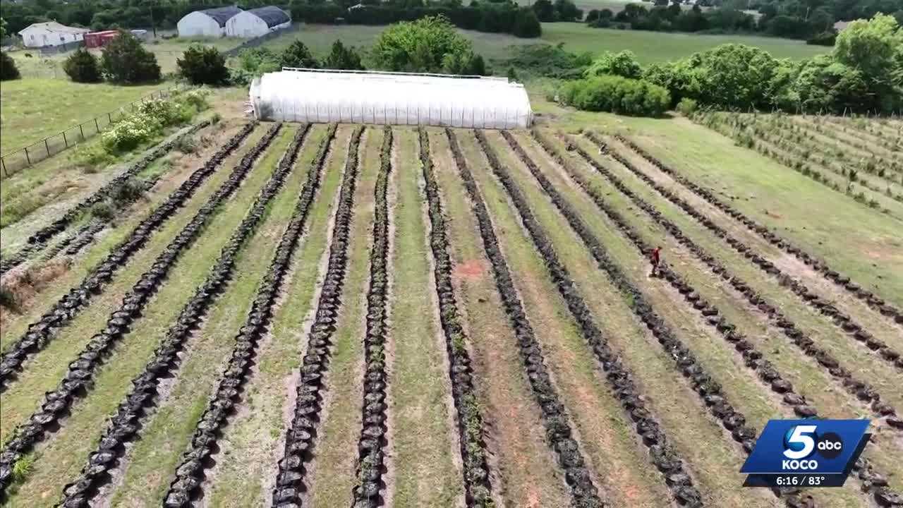 Late frost wipes out Mustang berry farm’s summer crop, resulting in the loss of all sales for season